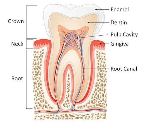 Diagram of tooth and root structure at dentist office near Franklin MA